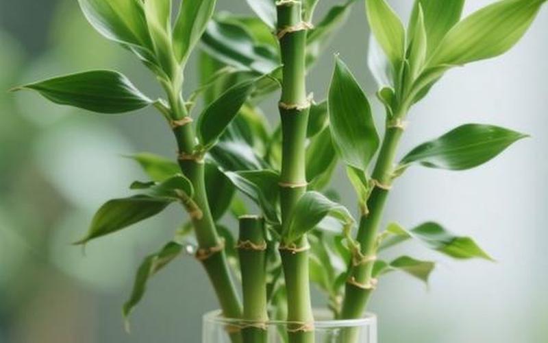 植物在风水中的作用是什么