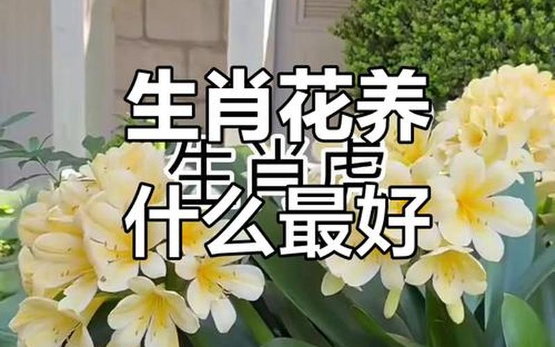 属相适合的花有哪些