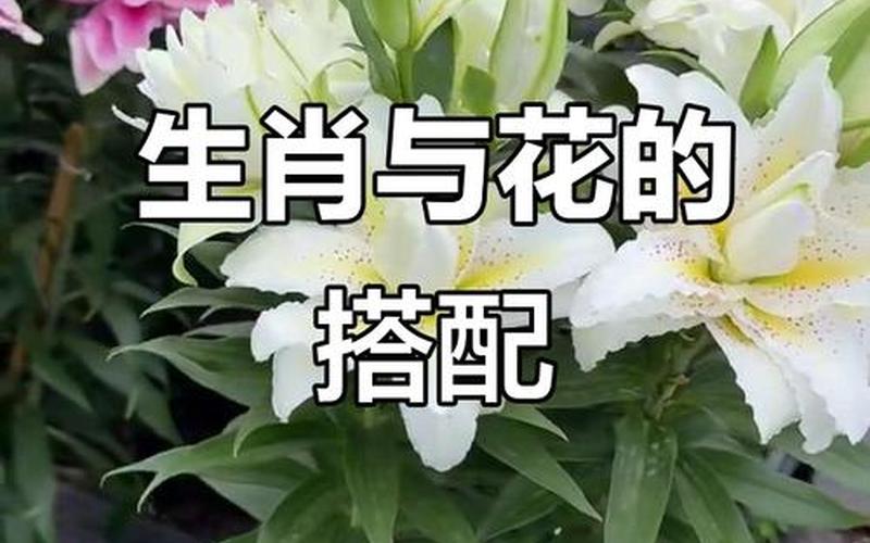 属相养花风水好不好