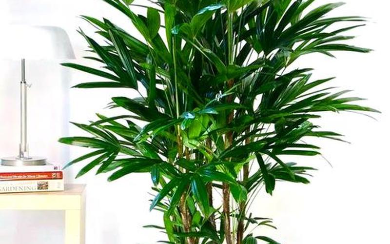 风水植物图片
