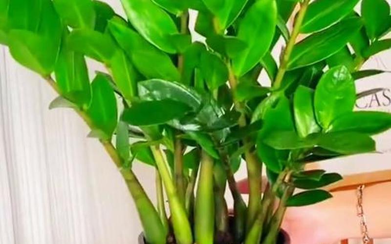 属相养啥花