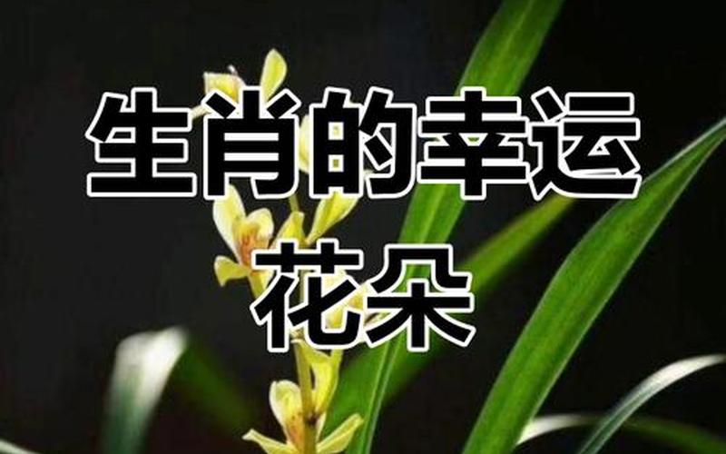 属相配什么花