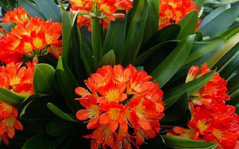 属相吉祥植物是什么