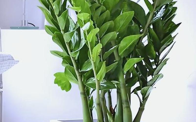 家居风水植物摆放