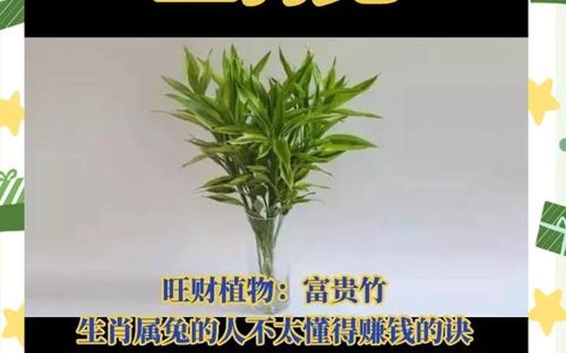 属相养什么植物最吉利