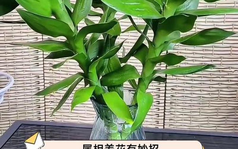 属像养植物
