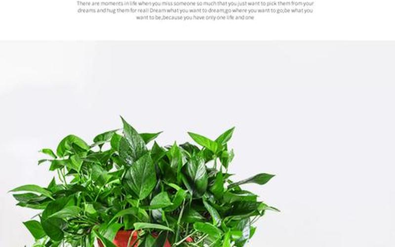 藤蔓类植物风水禁忌