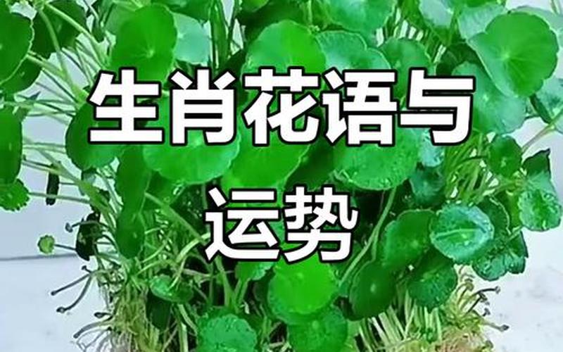 属相种花聚财