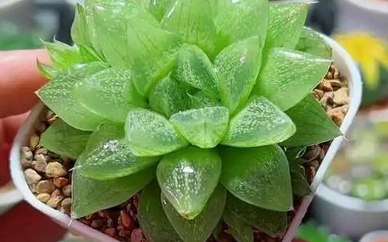 属相旺运植物