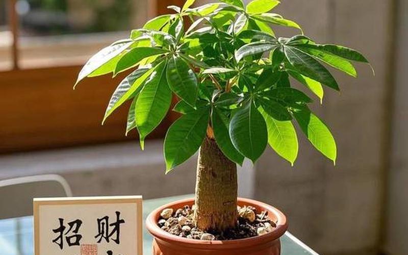植物 风水