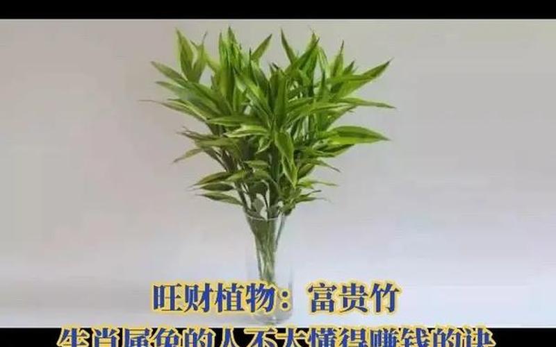 十二生肖各种什么绿植旺财运