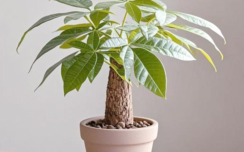 植物风水学