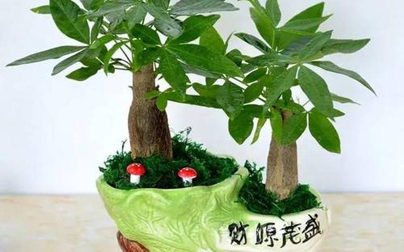 属相的幸运植物是什么