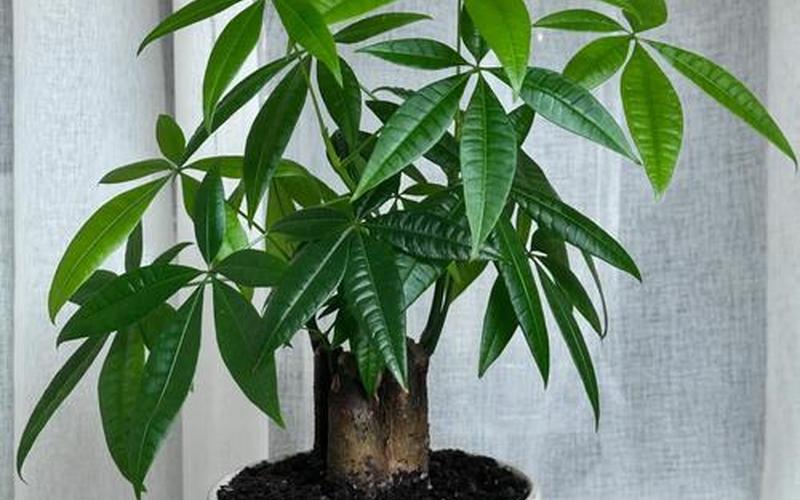 属相的旺财植物图片