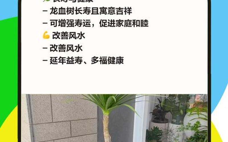 风水阳性植物