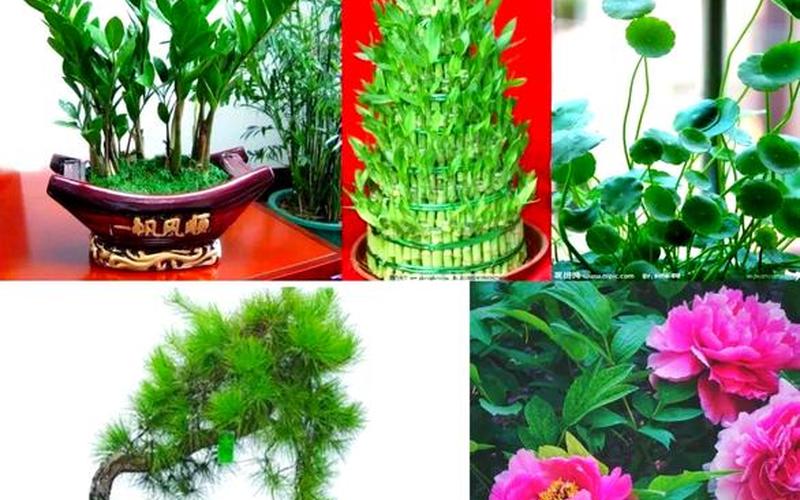 各个属相的吉祥植物图片