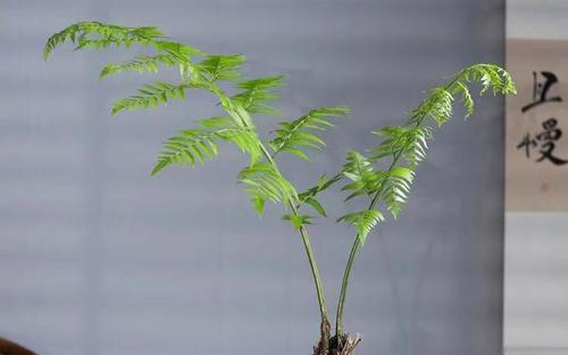 客厅放蕨类植物风水