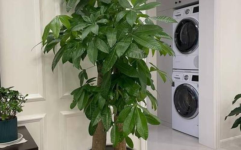 植物风水禁忌图片