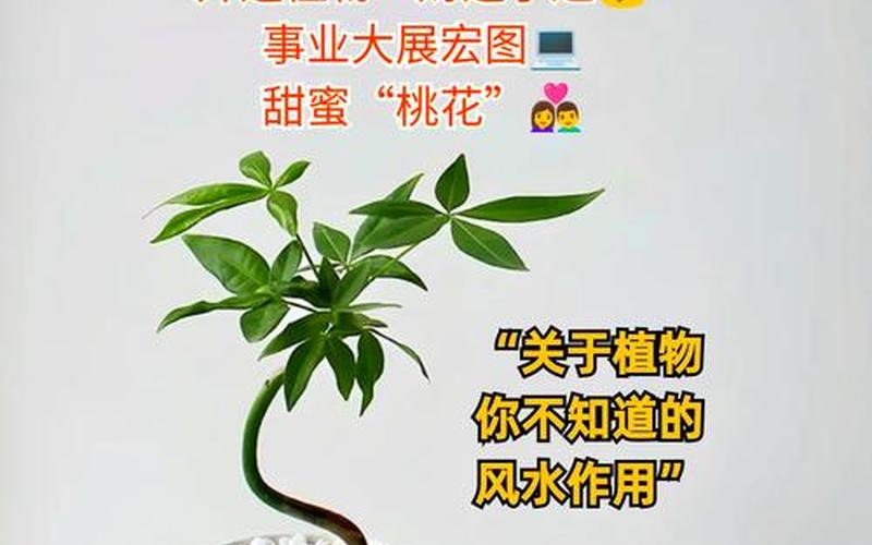 植物在风水中的作用和意义