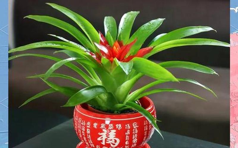 属相植物