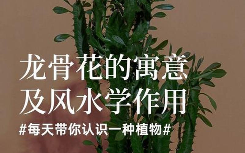 植物在风水中的作用有哪些