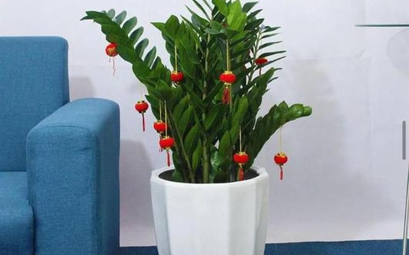 风水绿植摆放