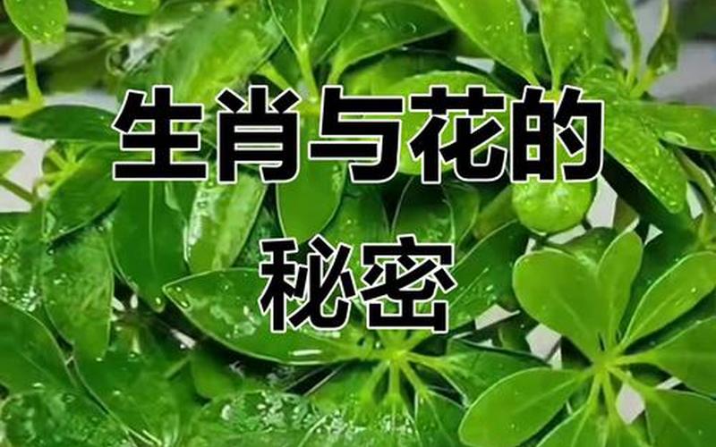 十二属相对应的植物