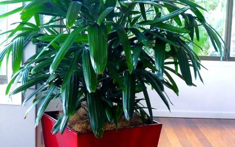 植物有风水吗