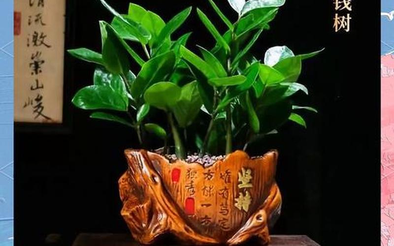 属相风水植物图片大全