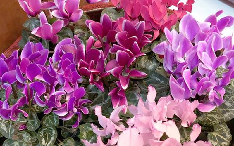 属相对应养的花是什么