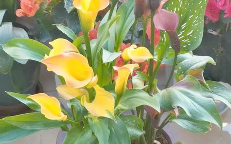 属相的花