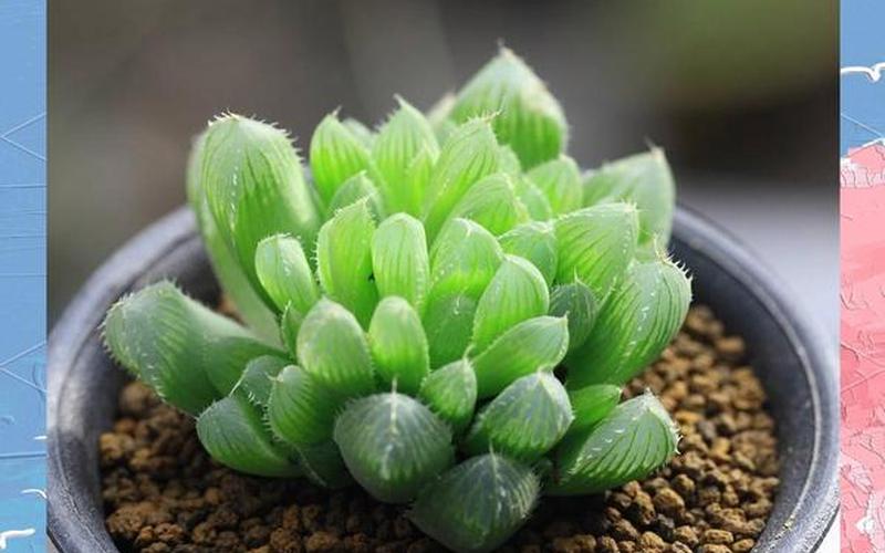 属相植物旺财