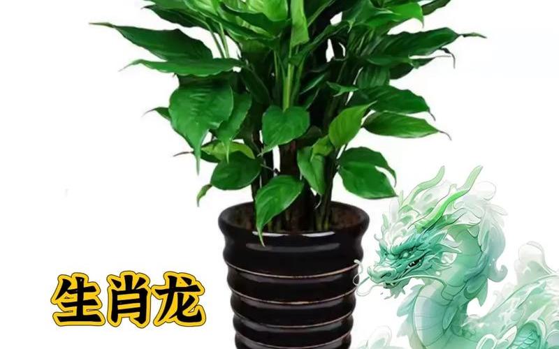 属相风水植物