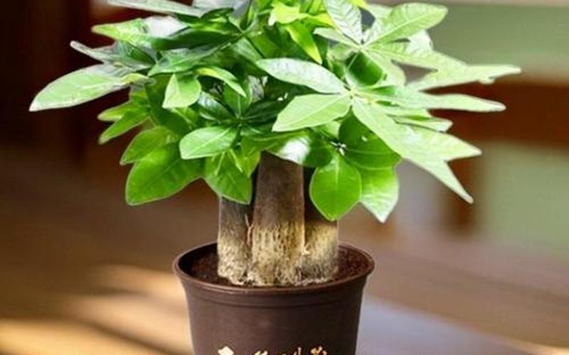 属相的吉祥植物图片