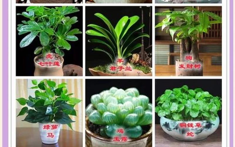 属相配什么花旺财