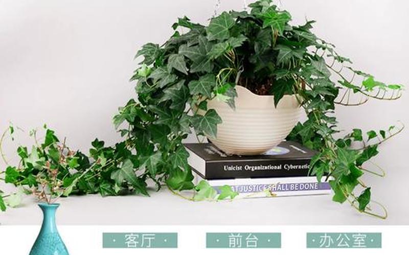 办公室藤蔓植物的风水禁忌