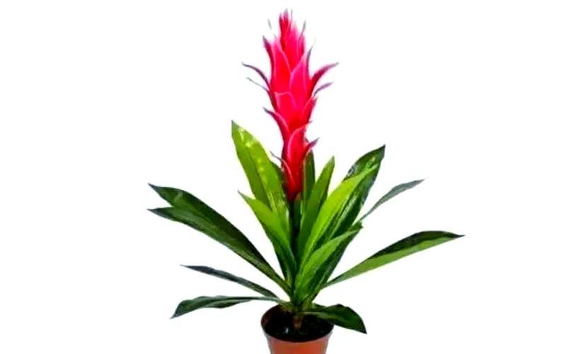 属相旺财植物推荐