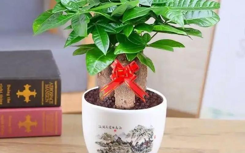 属相的旺财植物是什么