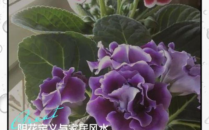 在风水中植物是不是属于阴性