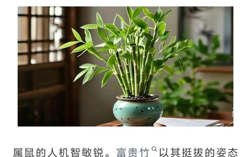属相与植物的搭配有哪些