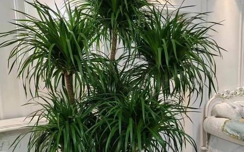 风水学植物