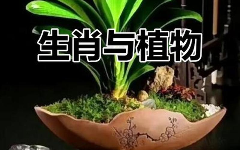 属相的幸运植物